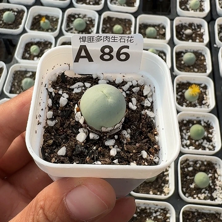 86多肉植物多肉植物