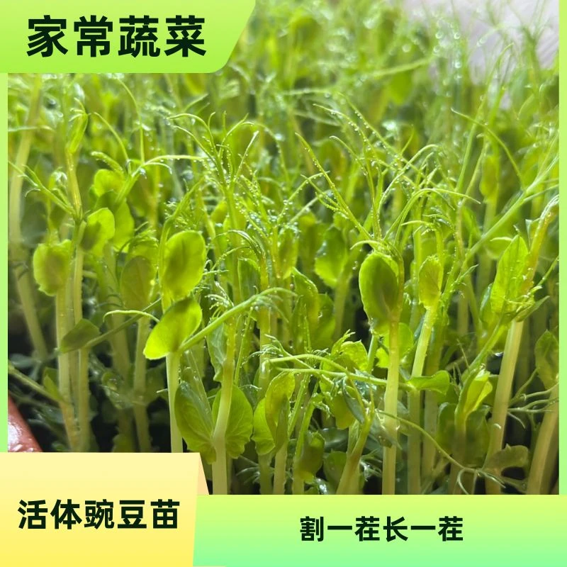 活体豌豆苗500g