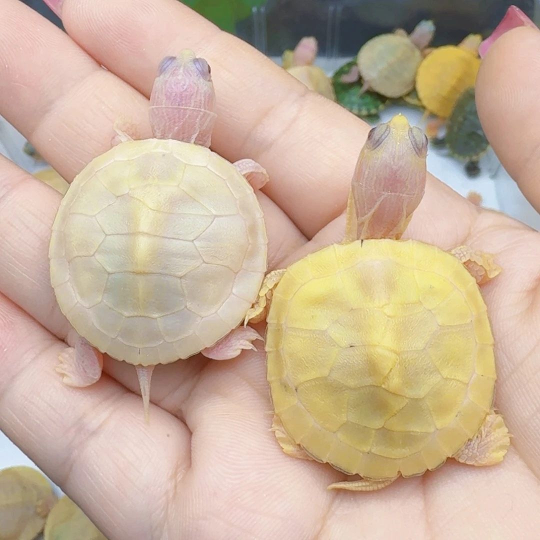 不分公母巴西彩龟