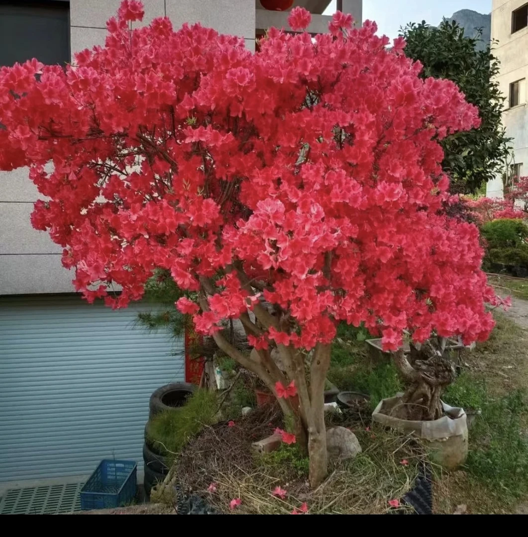 贵州映山红鸡血红