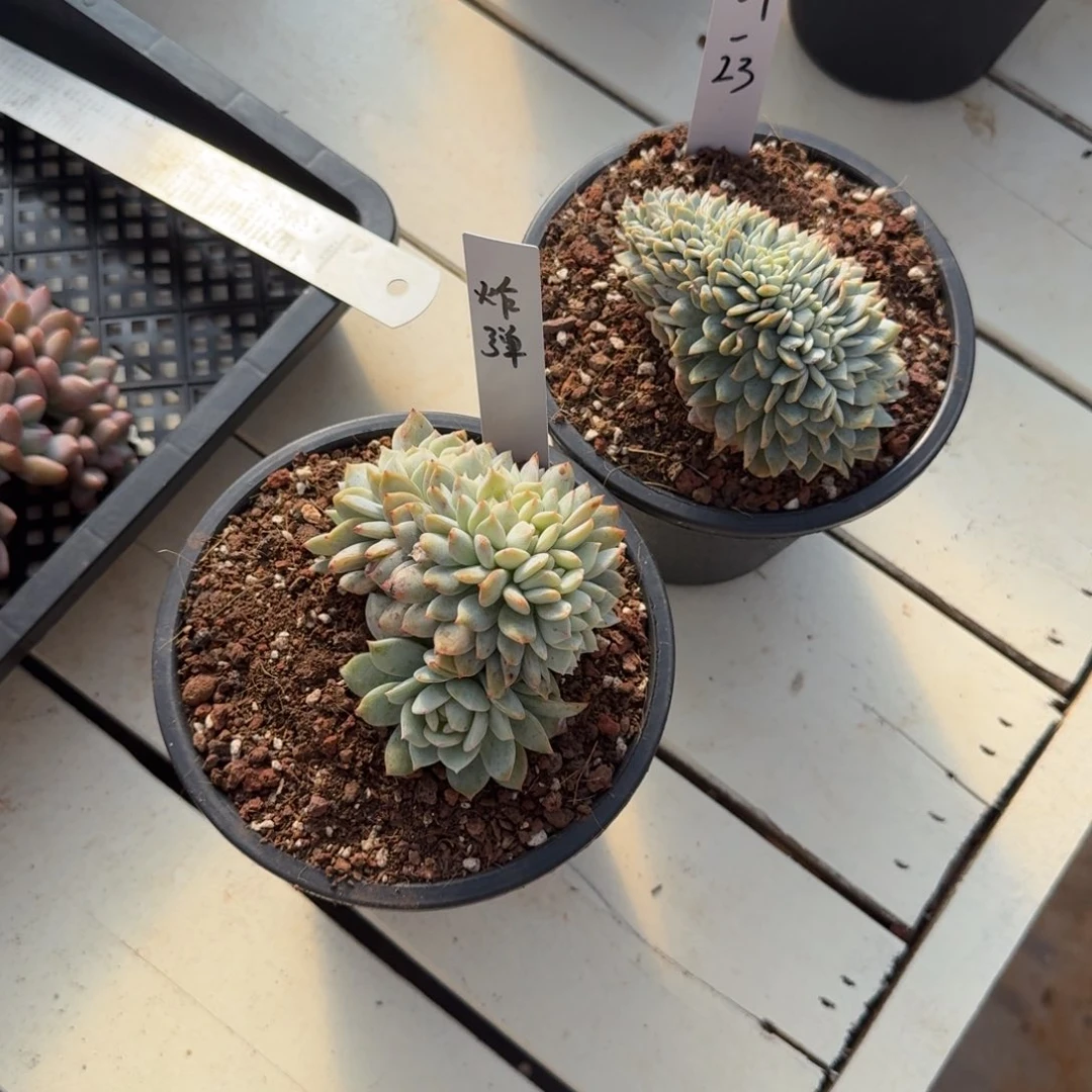 定***蛋1209-23静雪朵朵缀
