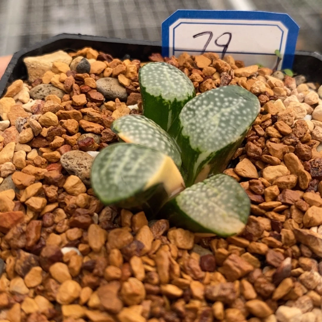 79号点点寿锦多肉