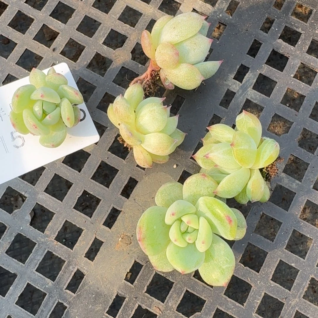 五颗雪花珍妮苗子量拍15-225