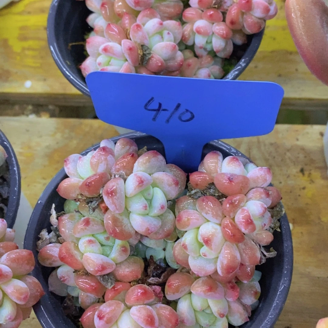 来日方长，马年见了