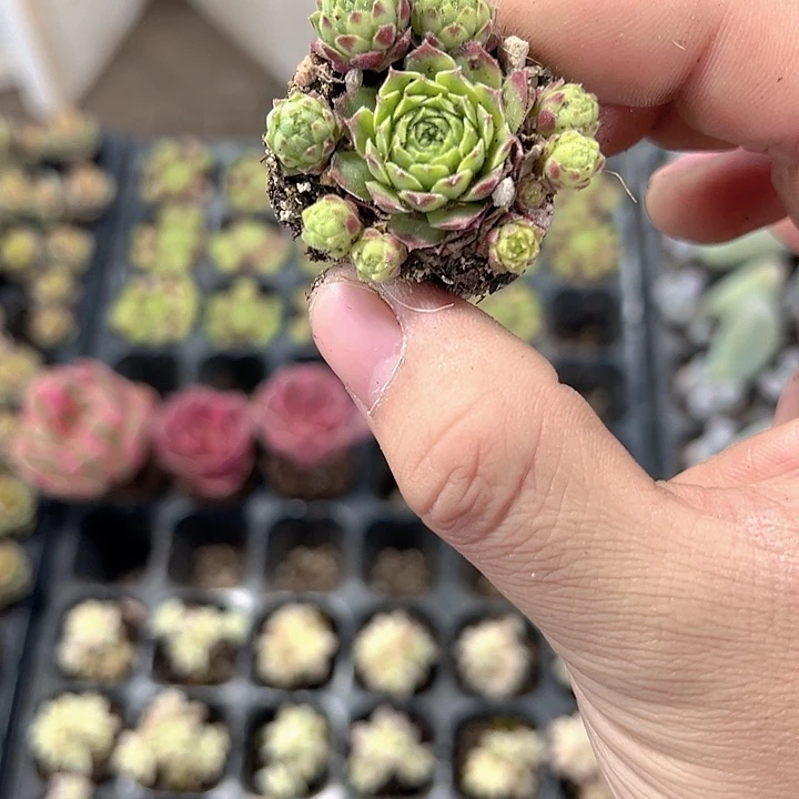 爱德华 满10颗包邮
