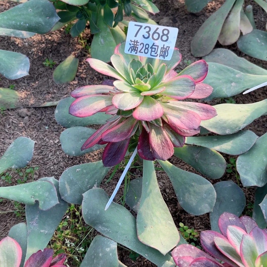 B.  7368黑魔锦多肉