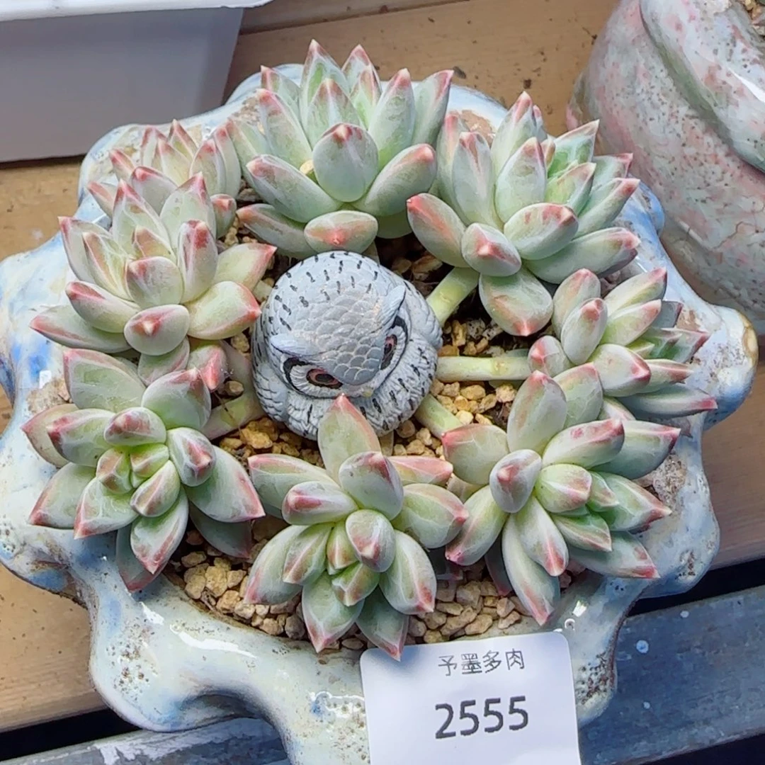 彩翼美人，2555多肉植物