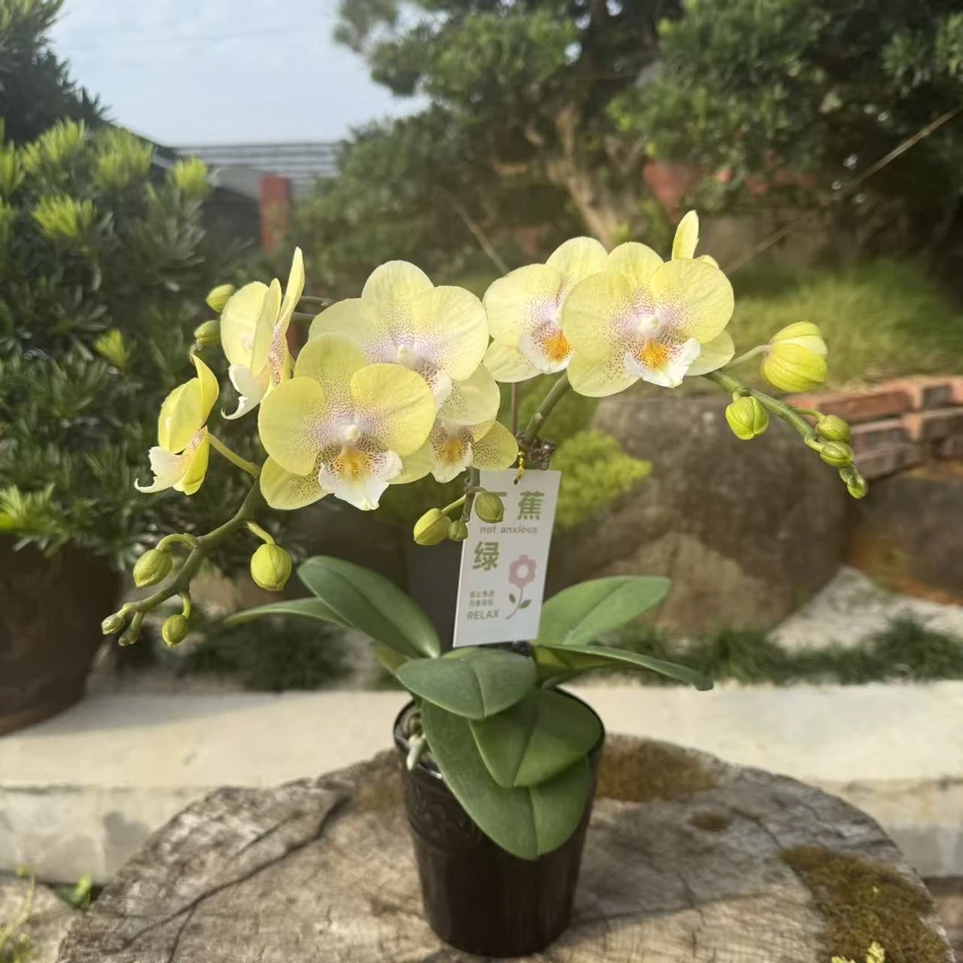 蝴蝶兰 《爆米花》 鹅黄色系花花 蜡质花 办共桌精面花 室内花卉