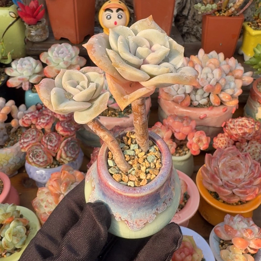 可爱玫瑰 多肉好盆土 一物一拍