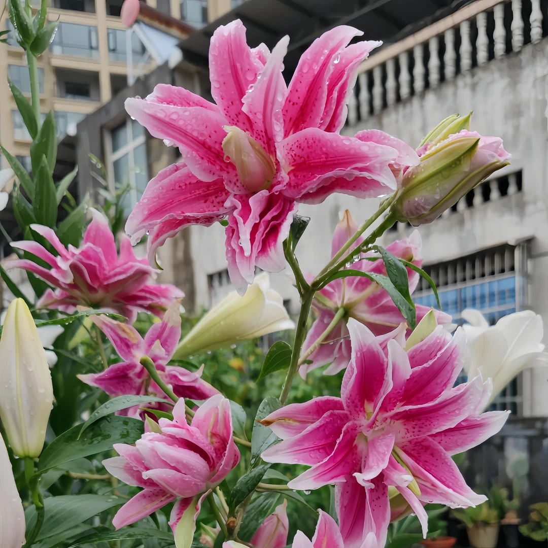 【包对版】香水百合种球大球大花种浓香型四季种植盆栽花卉粉色重瓣