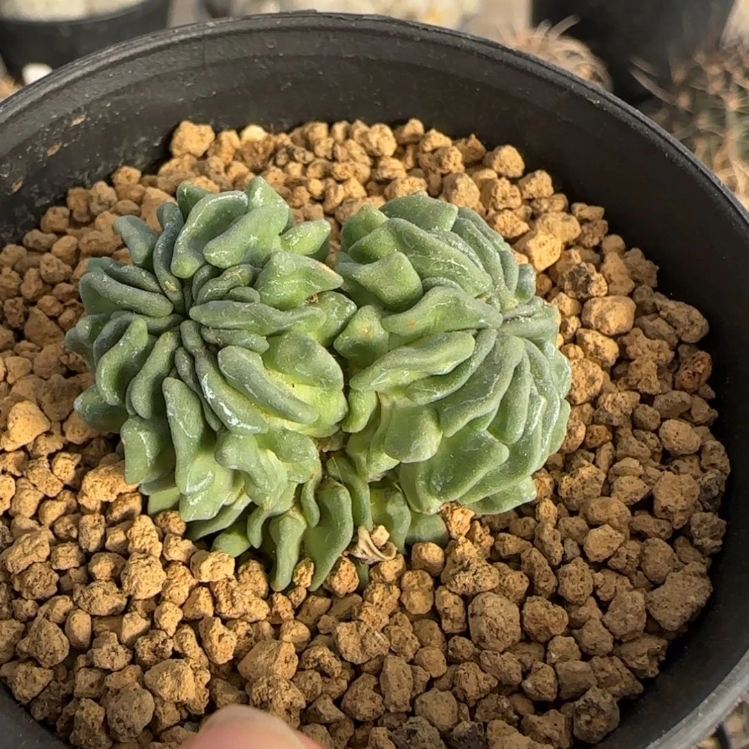 02自根蝌蚪球多肉3.9