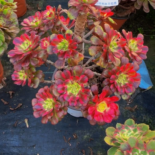 一***伊全部花苞孤品特价017222222无天即