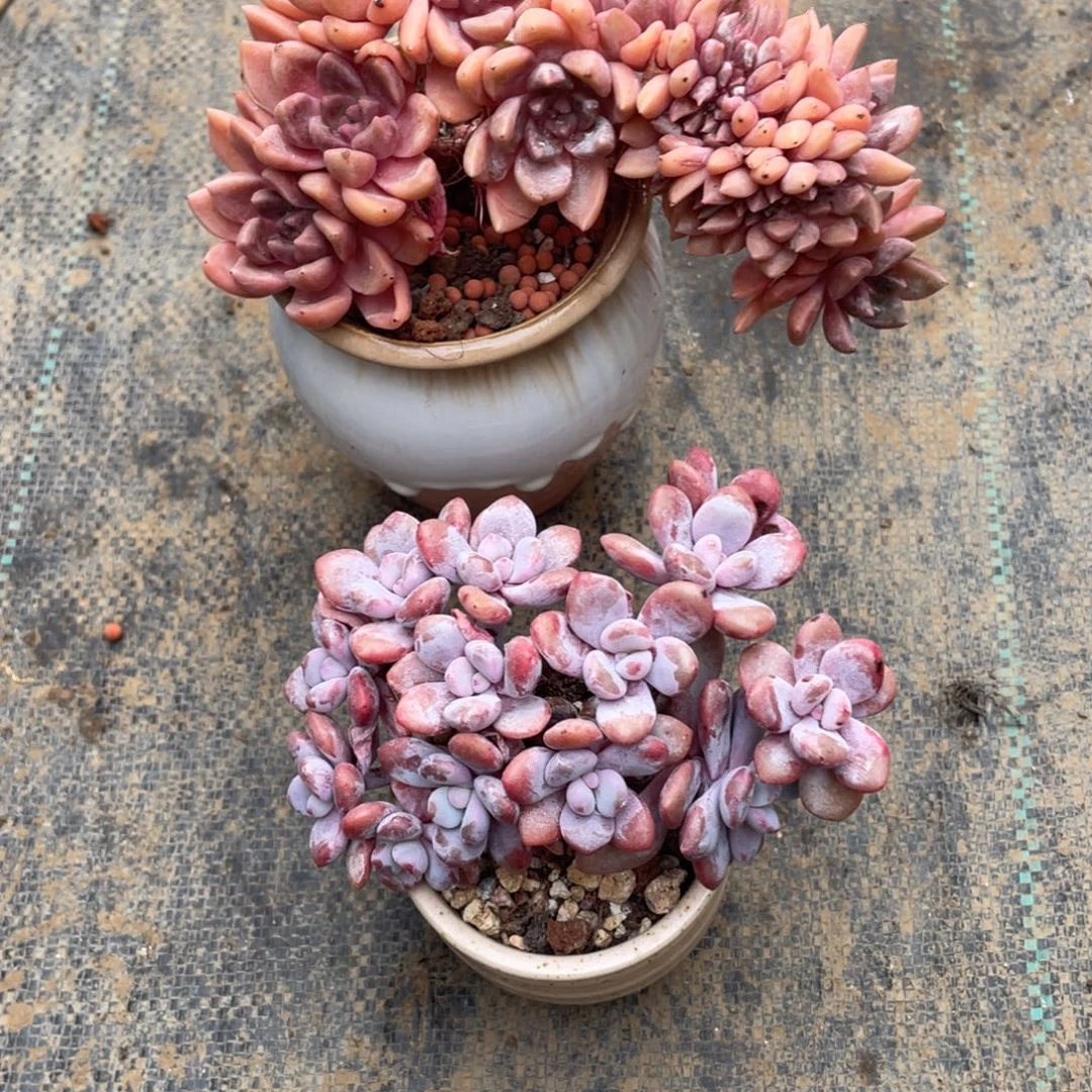 ****愿677888889999999999