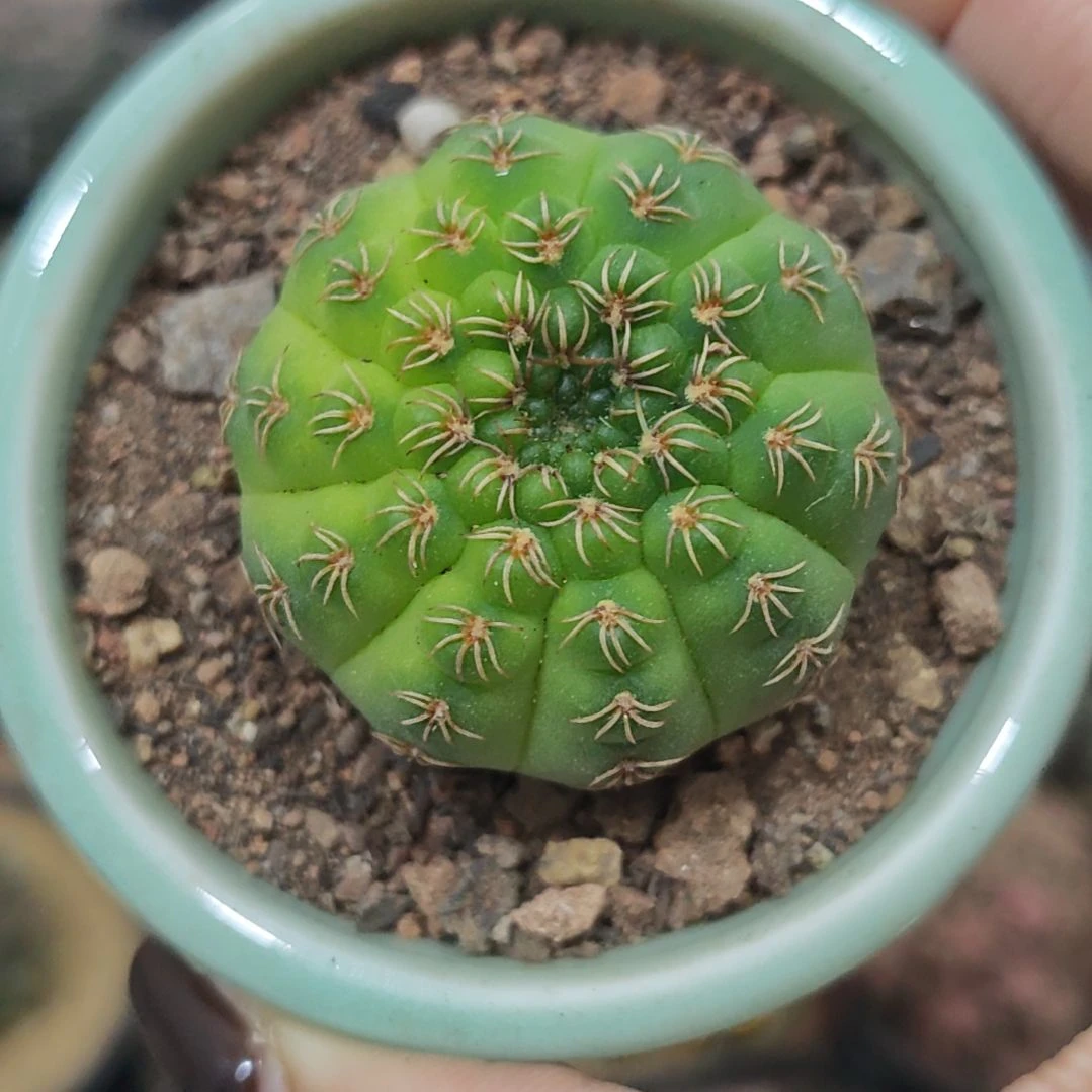 实生根黄体趴刺瑞昌玉