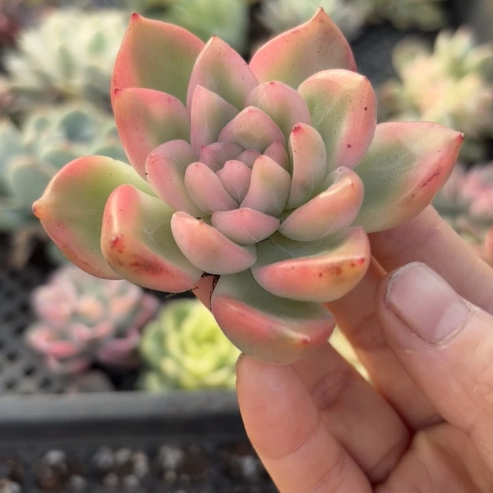 冰月亮斤多肉植物满18包邮