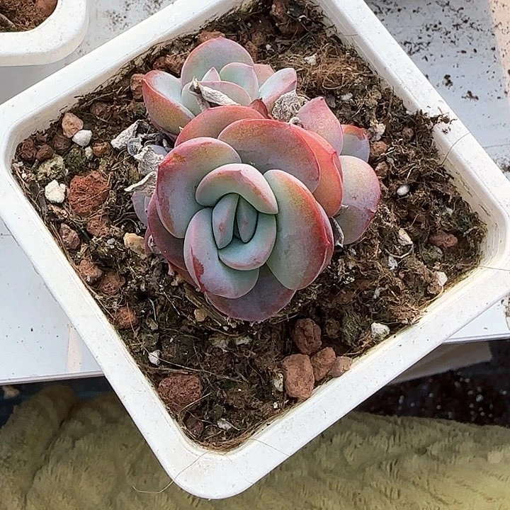 青蛙王子儿童牙膏套装111