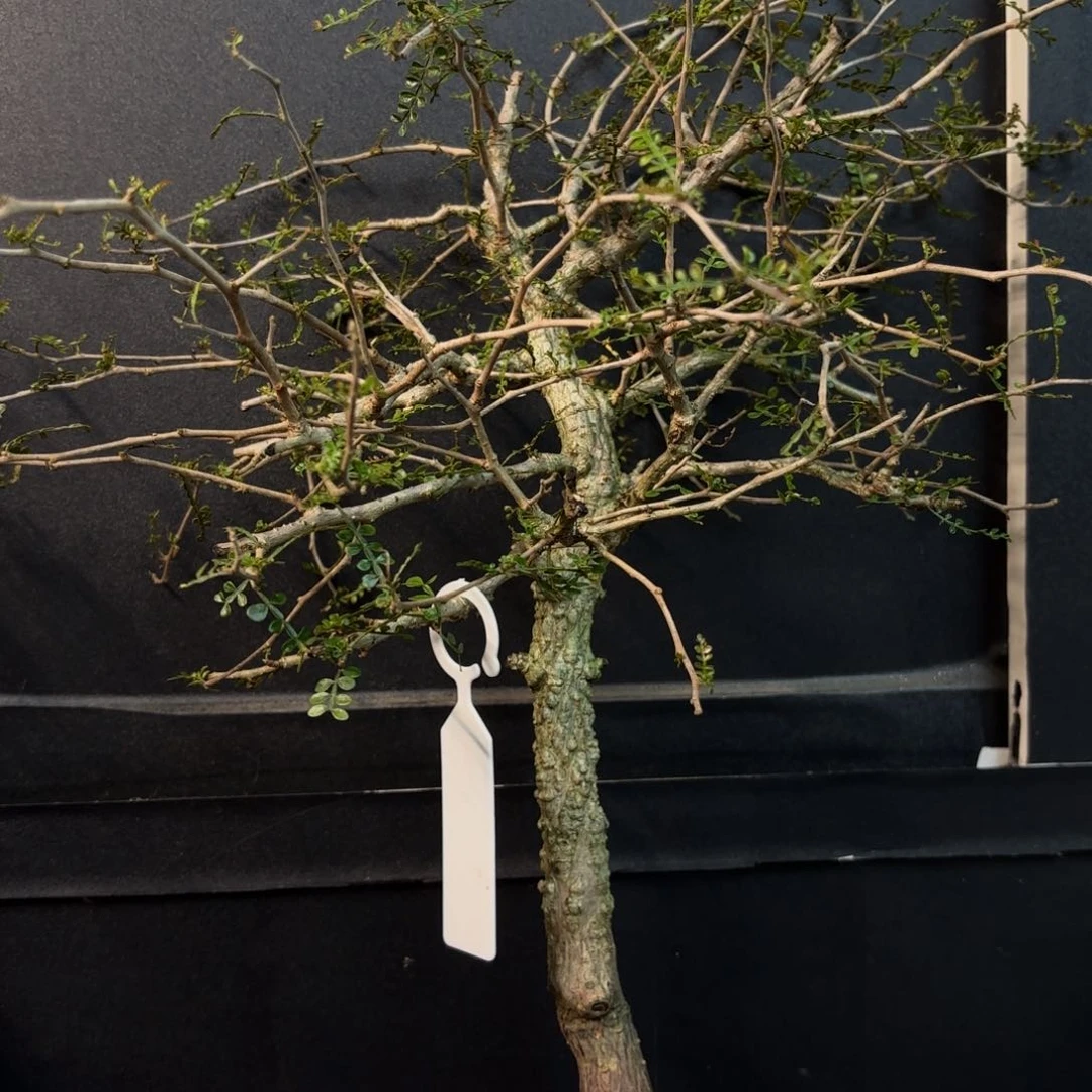 象足漆树裸根发一物一拍