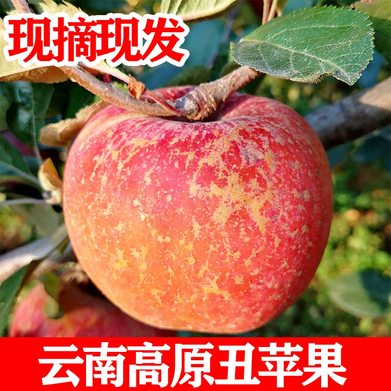 云南高原丑苹果水果新鲜头茬果现摘脆甜红富士冰糖心华硕高山种植