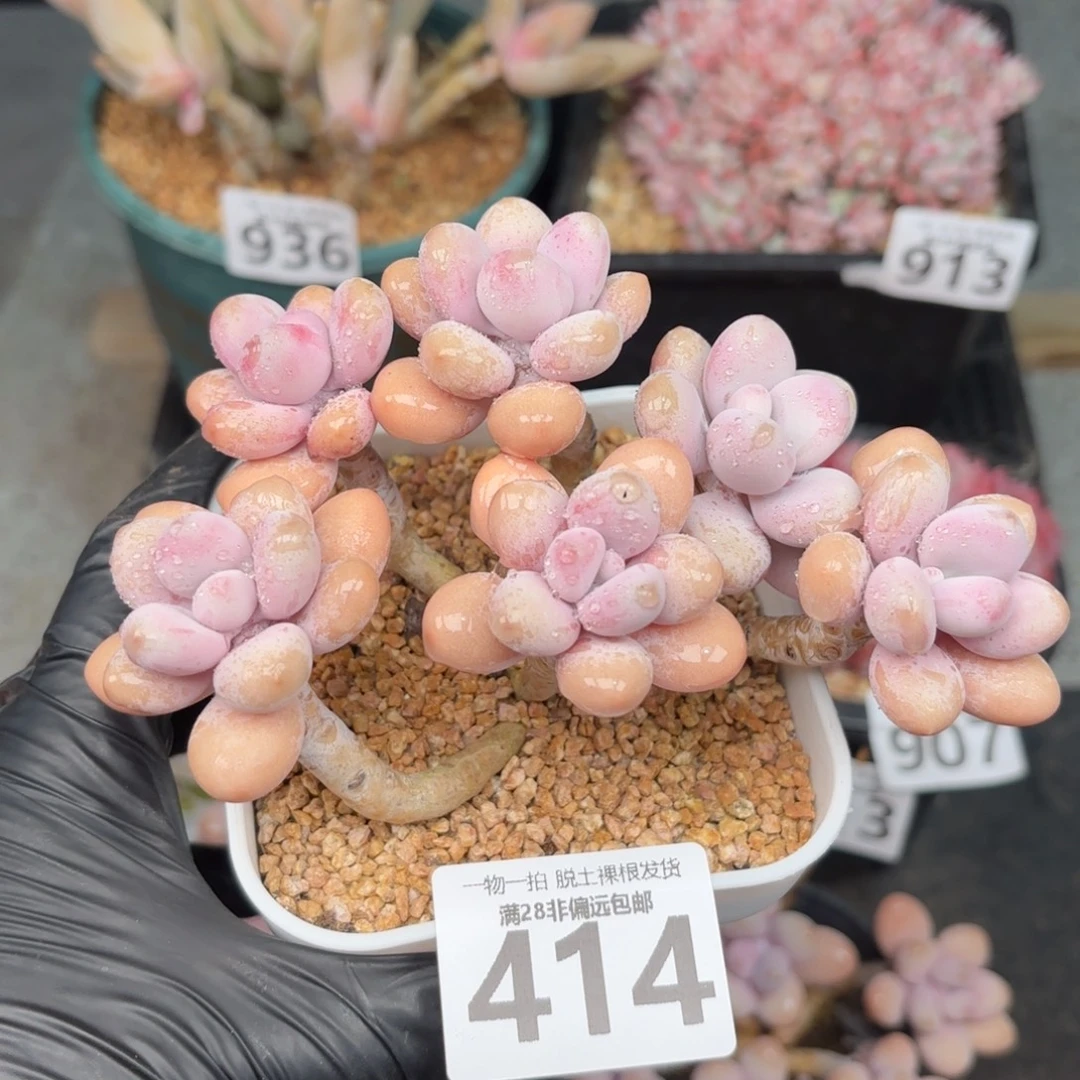 糖果桃蛋6头无盆土发货