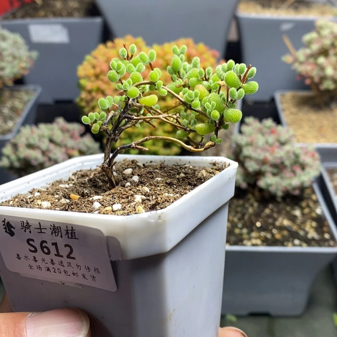 612翡翠枝干番杏