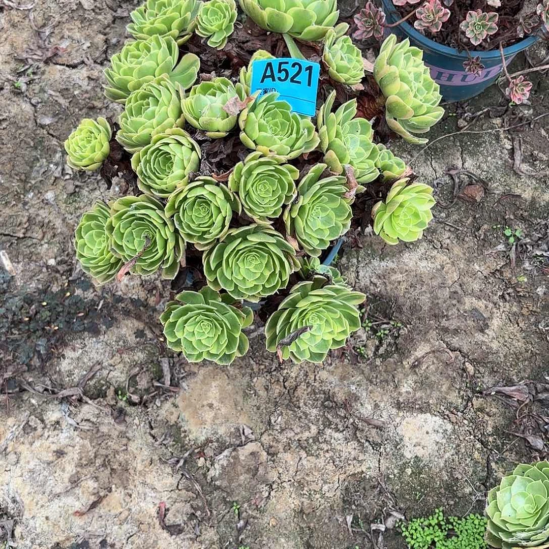 奶白法师44-22-521