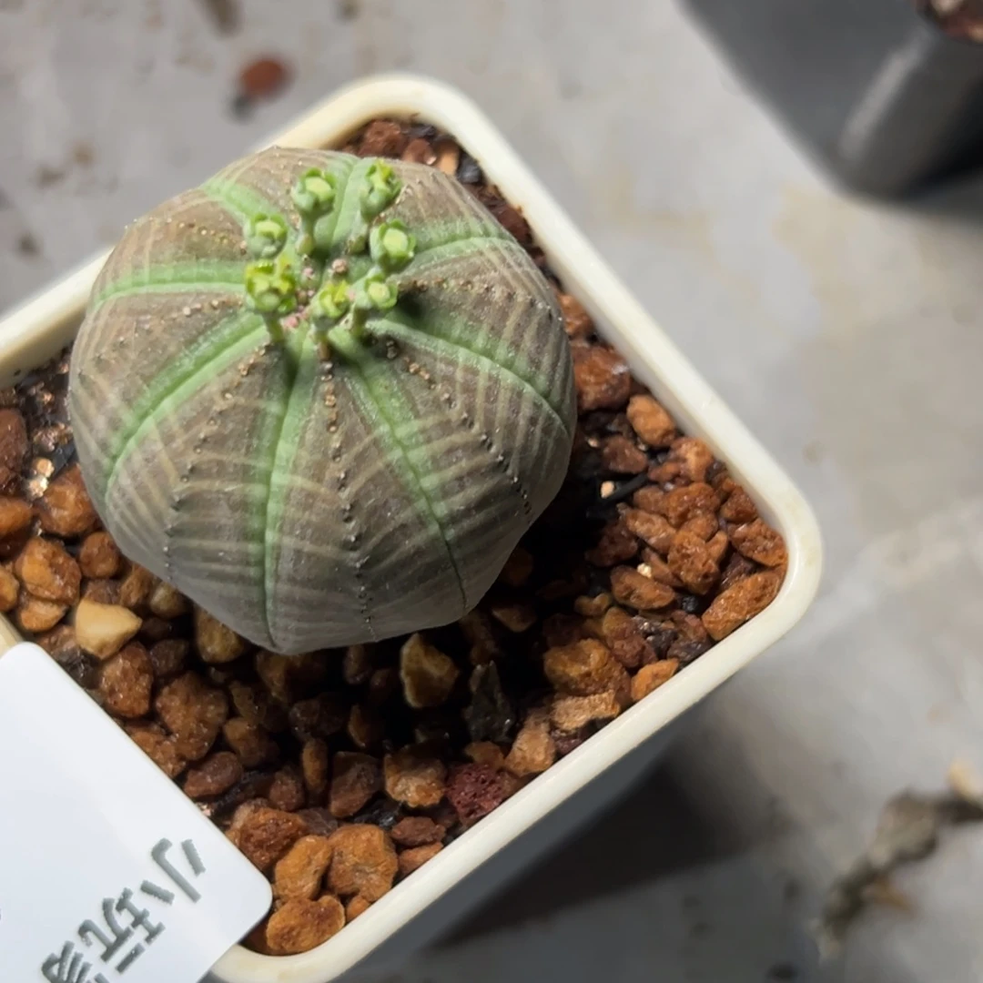 忽**间442 有根 仙人球的世界