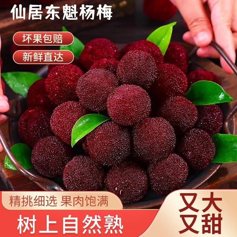 【10A-特大果】正宗仙居东魁杨梅头茬新鲜水果当季送礼颗粒礼盒装