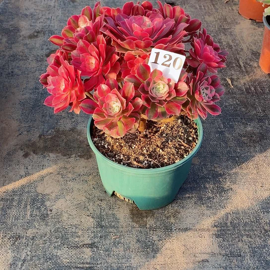 粉女巫120多肉法师植物