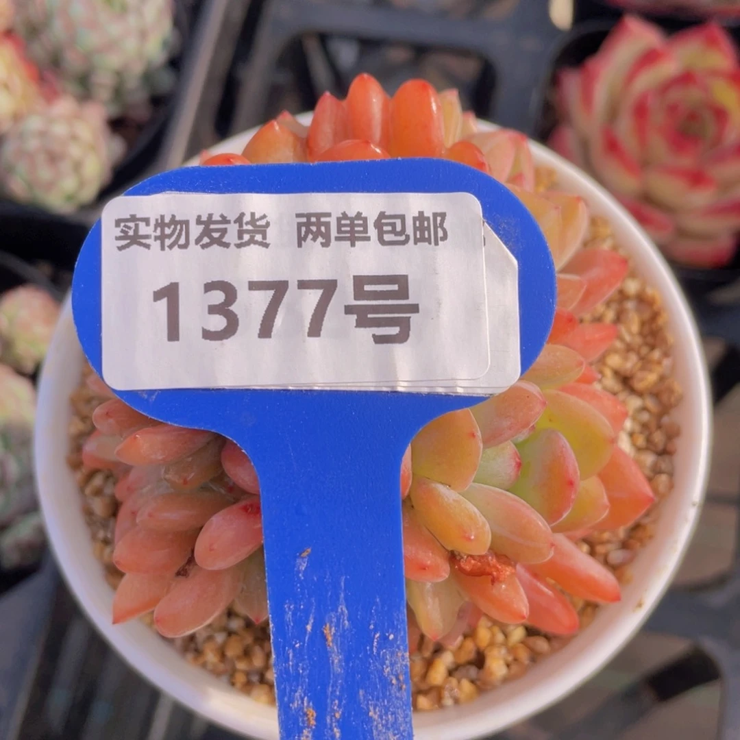 1377号 全状态全明星缀化