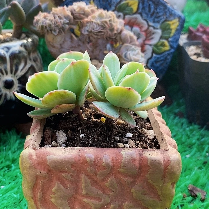 碧桃锦带盆土多肉