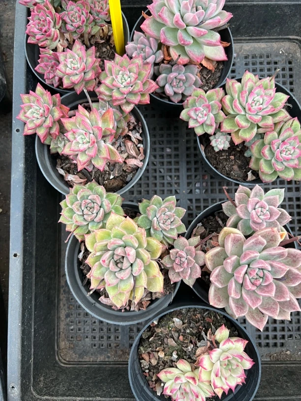 【璀璨 满足九块九包邮】阳台办公室庭院老桩盆栽多肉植物