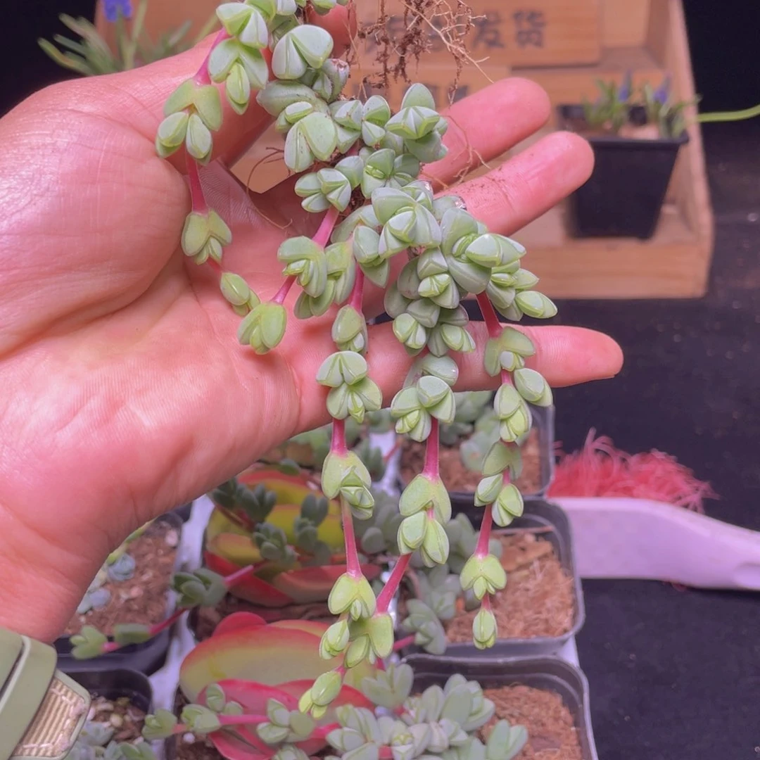 碧玉莲多肉9.9包邮发货