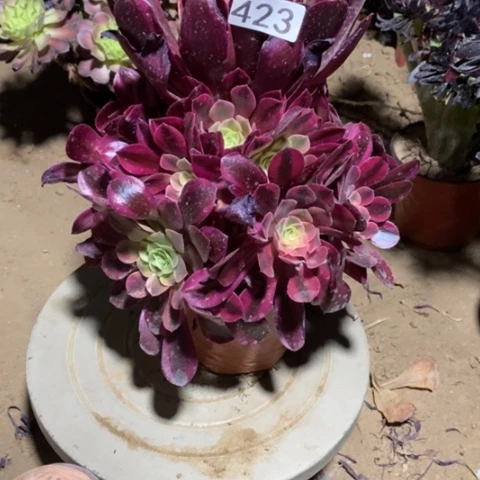 美杜莎捧花一物一拍