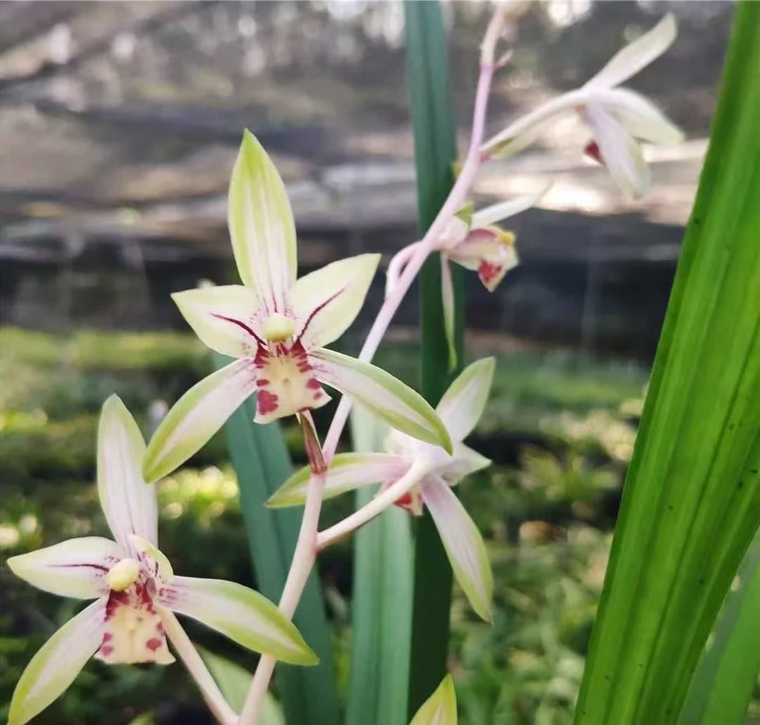 浓香型建兰铭品高山春色兰花绿植室内办公室花卉叶艺双全