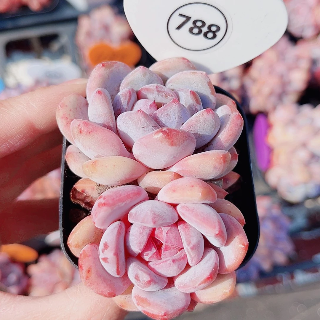 788号小老桩星影双头