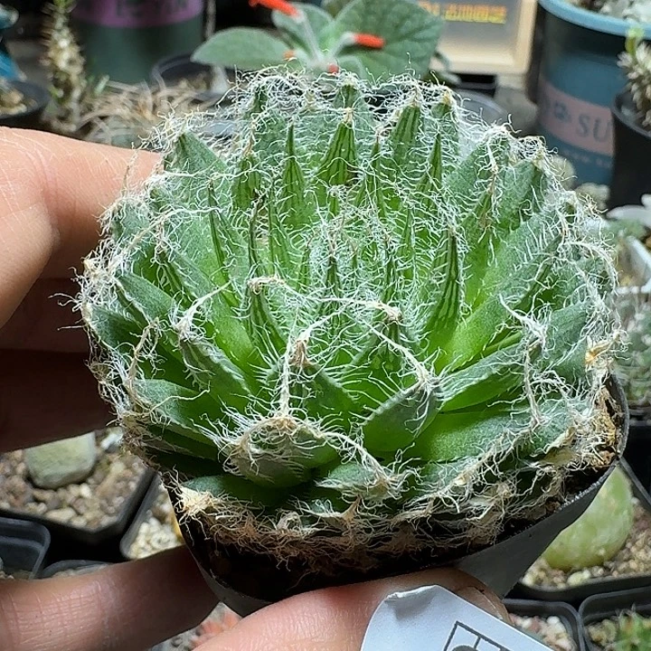 257钢丝球脱土发货