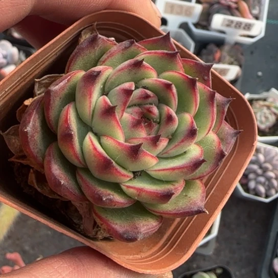 85月亮石多肉植物多