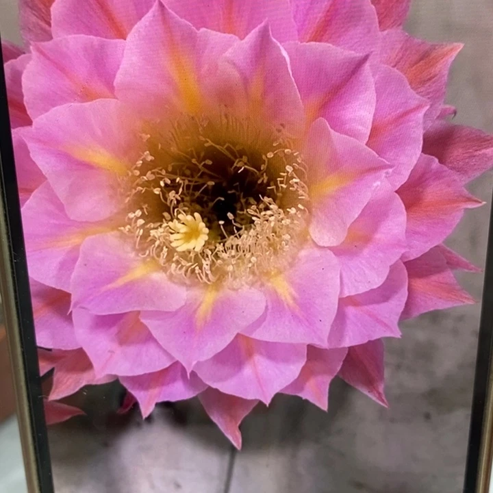 香香金刚83号带根6公分左右