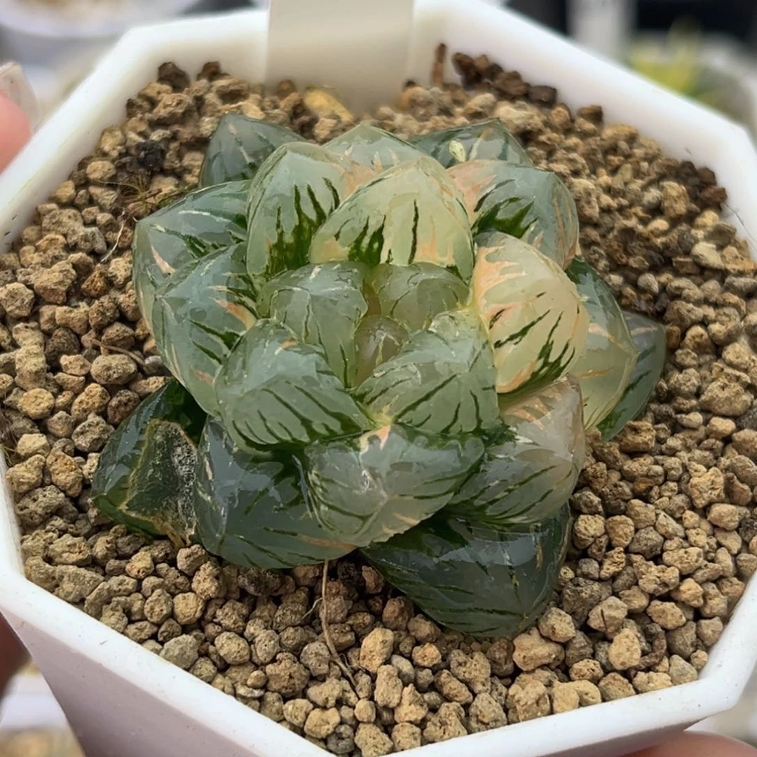 24狄原五号玉露锦十二卷多肉