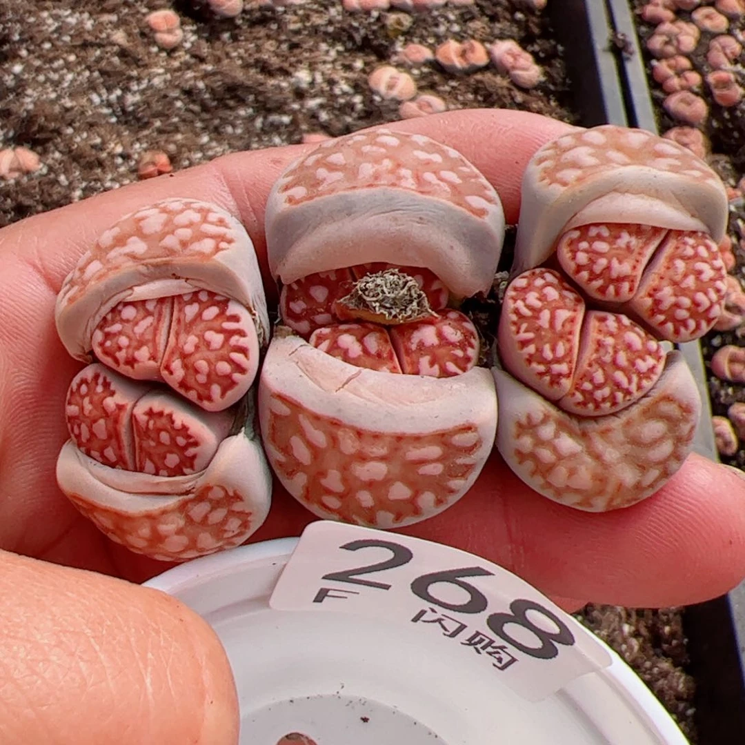 L****园我很喜欢这个F268