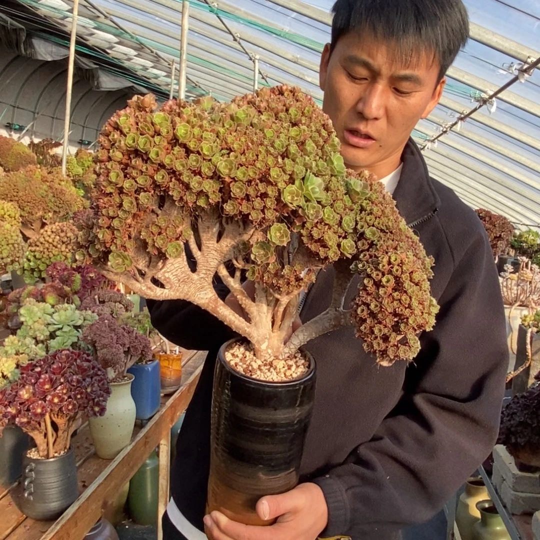 柠檬玫瑰朵朵缀不带盆土