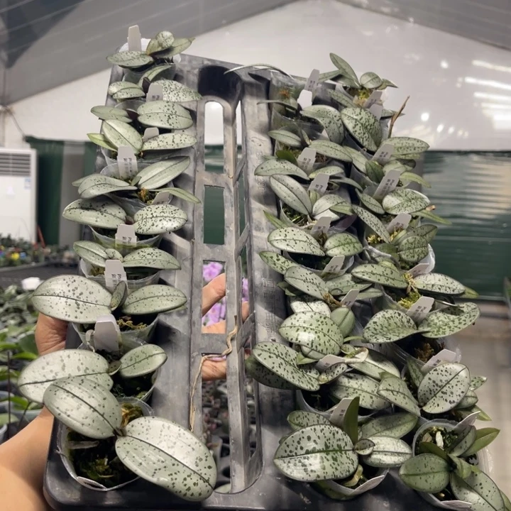 当前无花栽培后可以开花银叶精选株1.7苗