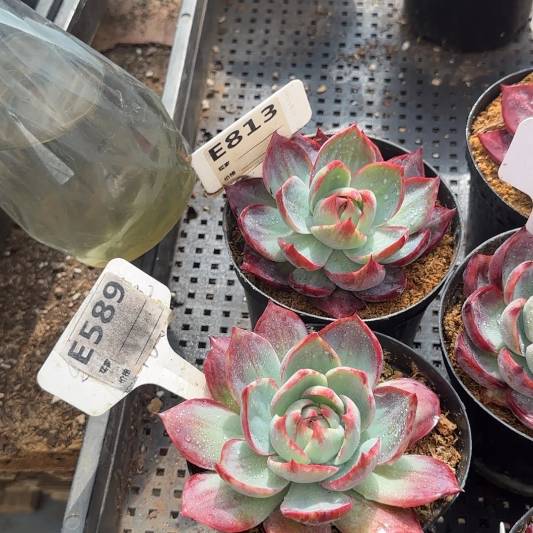 雯***子2个惊鸿一物一拍包装收缩花旱589813