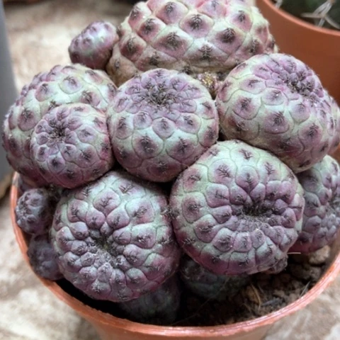 紫丽丸仙人球15米xrq