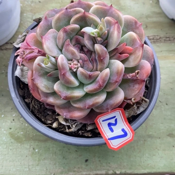 乐*美一物一拍白桃汽水137