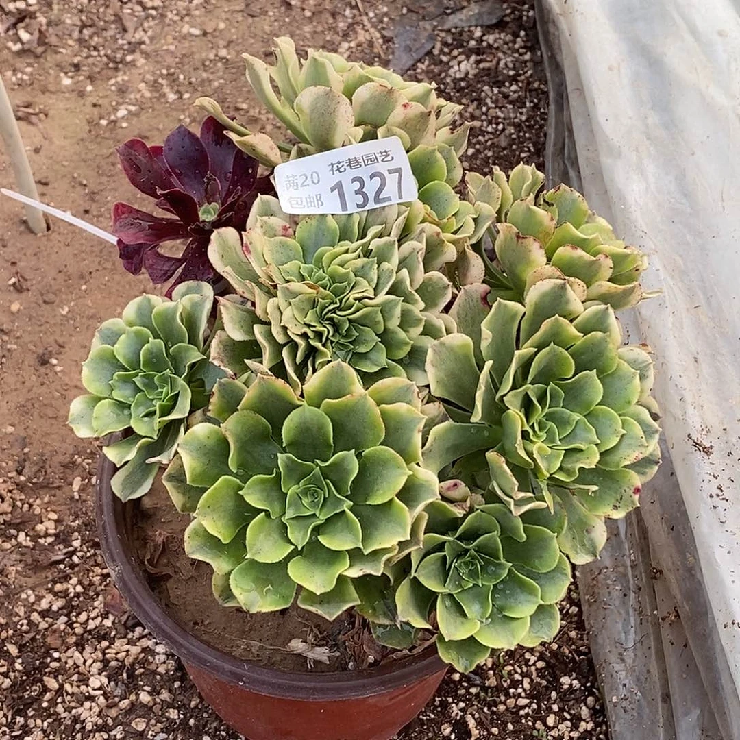 1327 多肉植物不包断枝