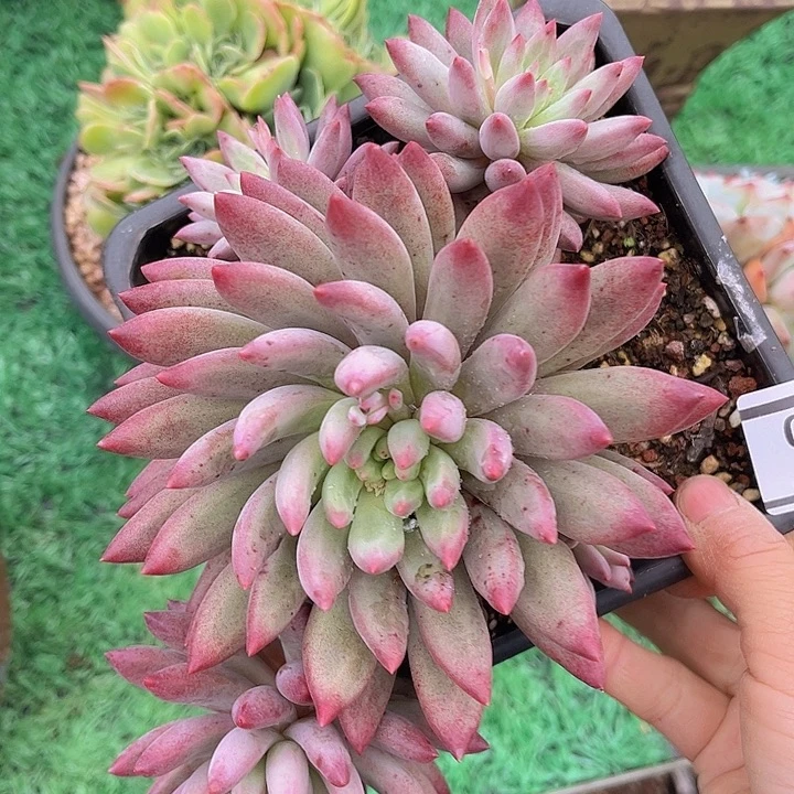 流沙体虞美人1950多肉植物