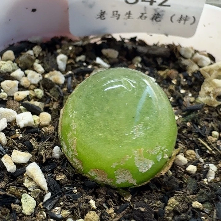 老马生石花2.1灯泡542