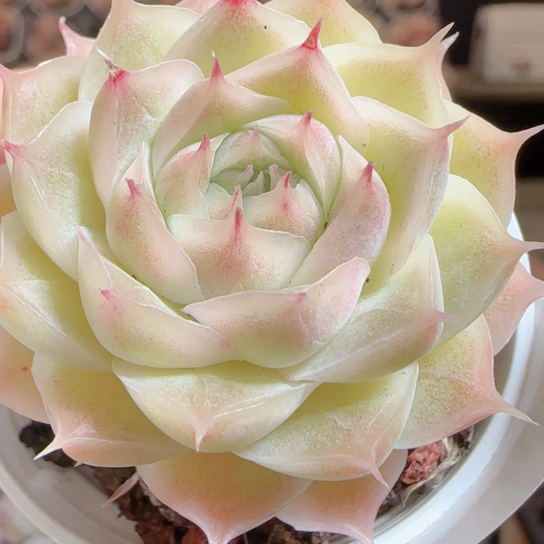 花语多肉0104-63包子