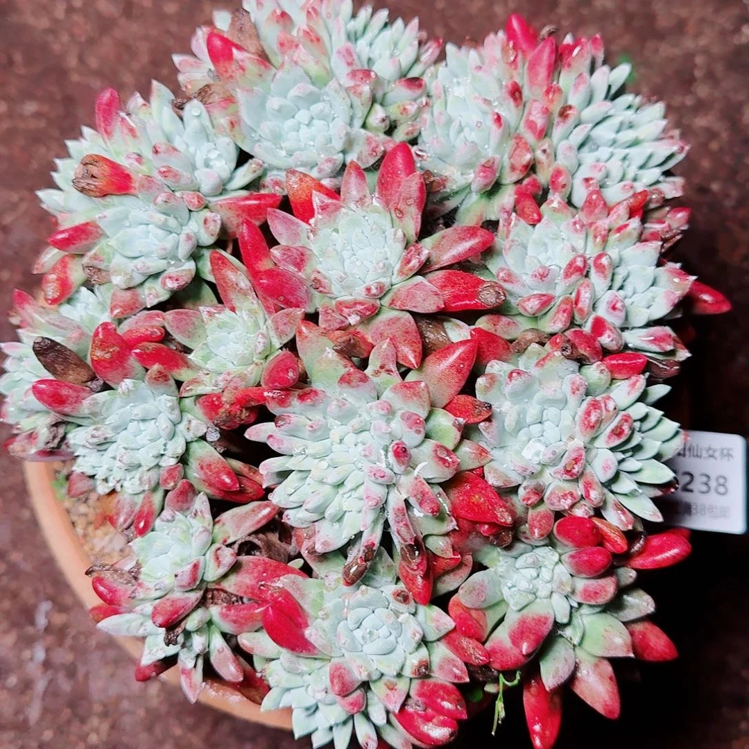 6238刘丹杂仙女杯多肉